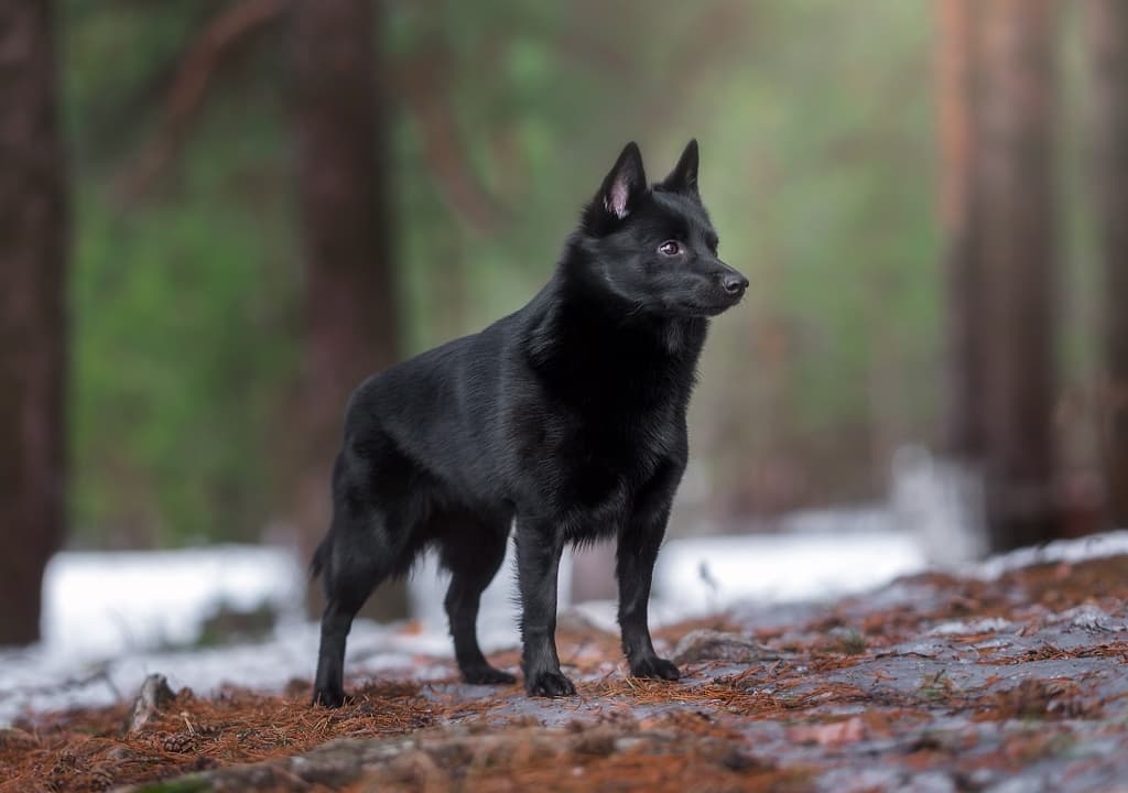 schipperke