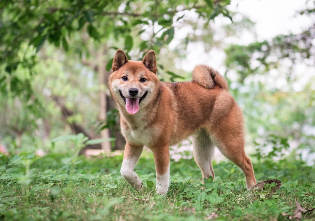 shiba-inu