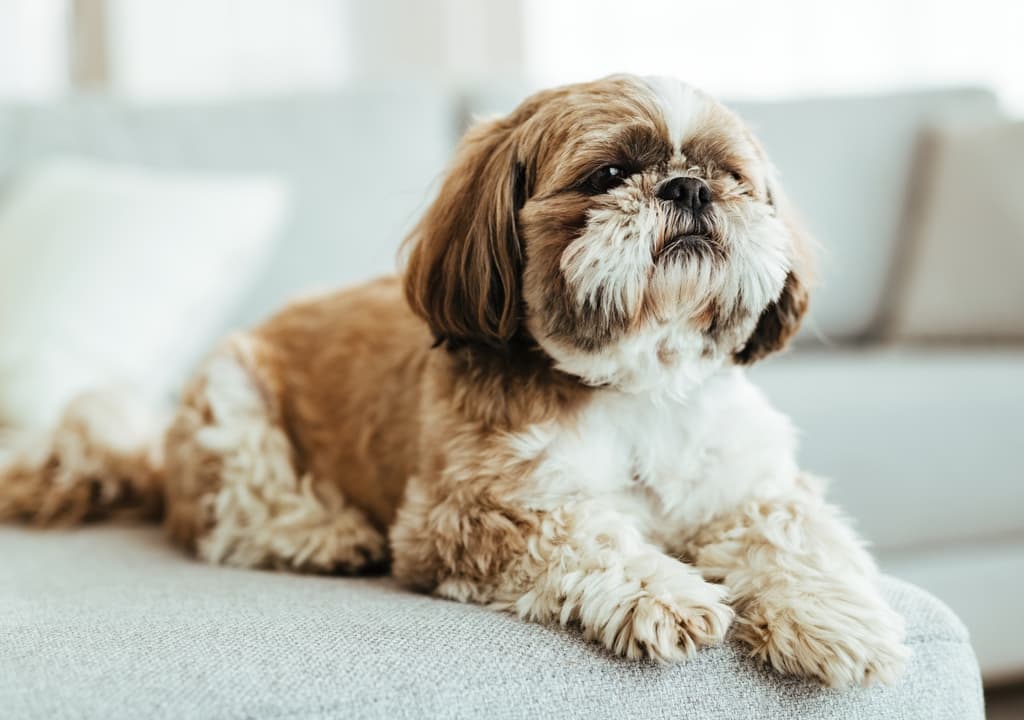shih-tzu