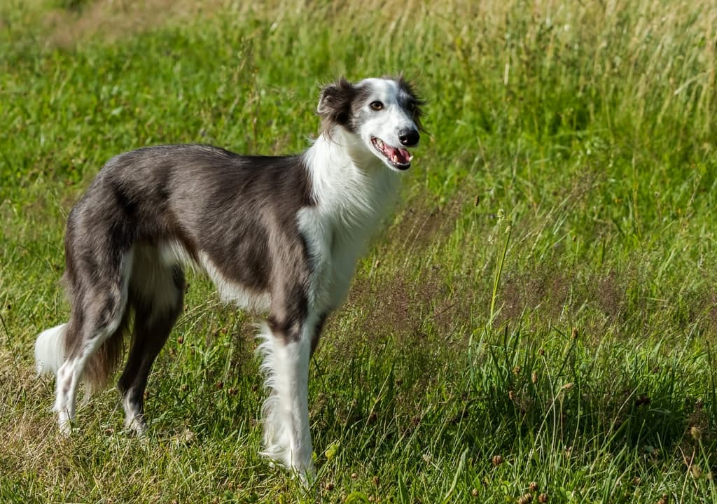 silken-windhound