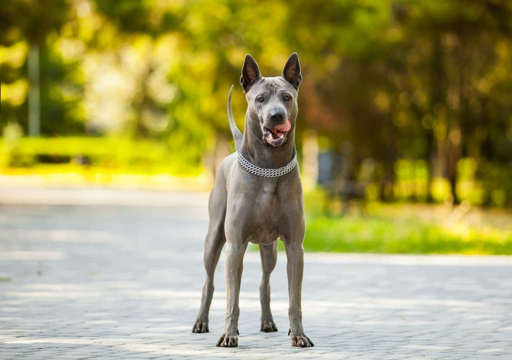 thai-ridgeback