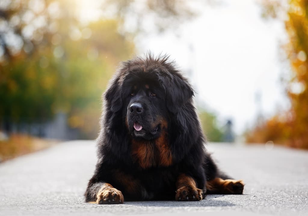 tibetan-mastiff