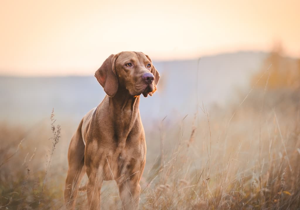 vizsla
