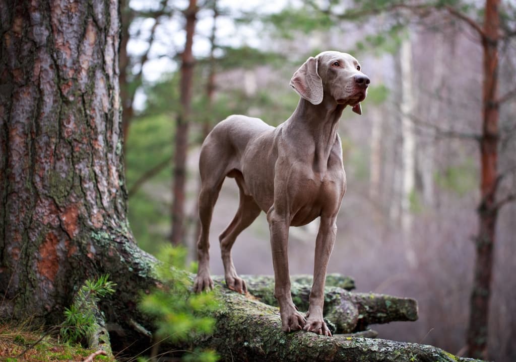 weimaraner