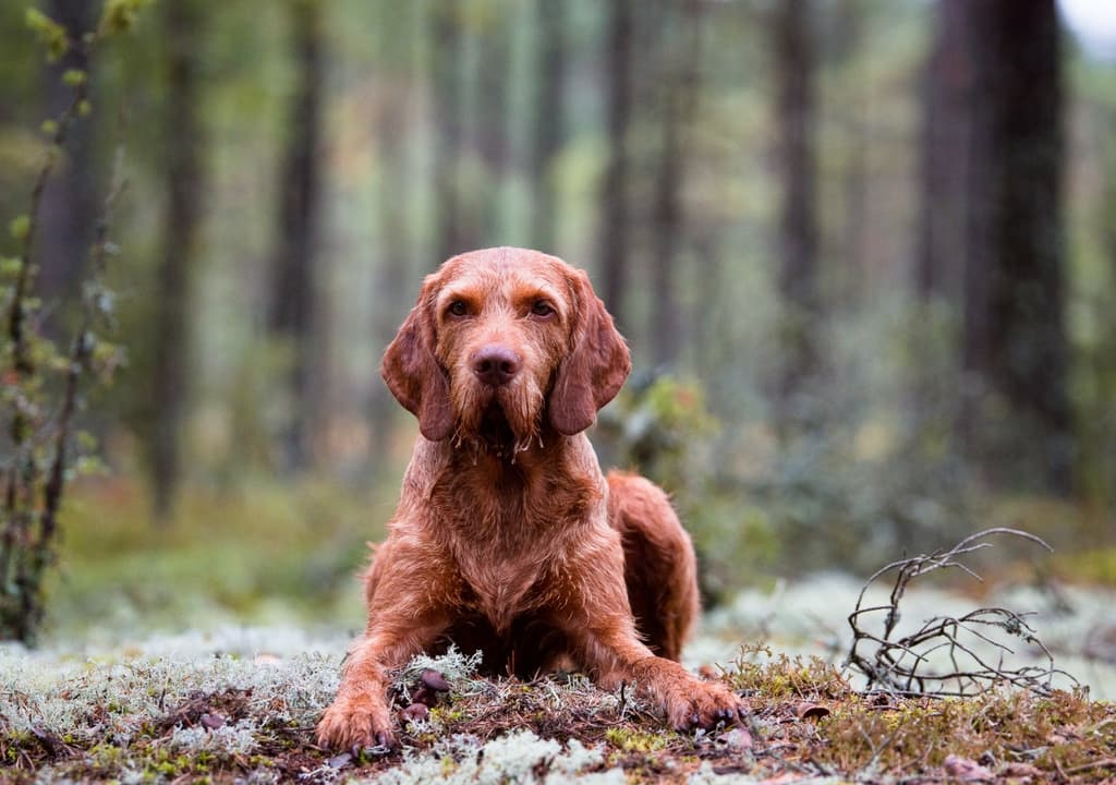 wirehaired-vizsla