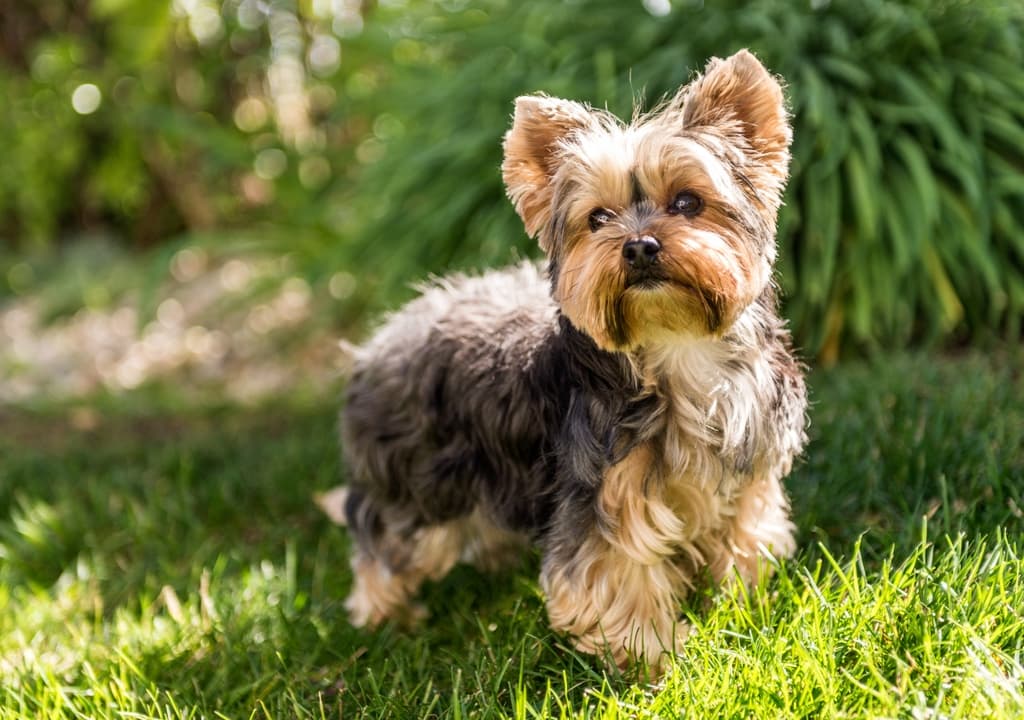 yorkshire-terrier