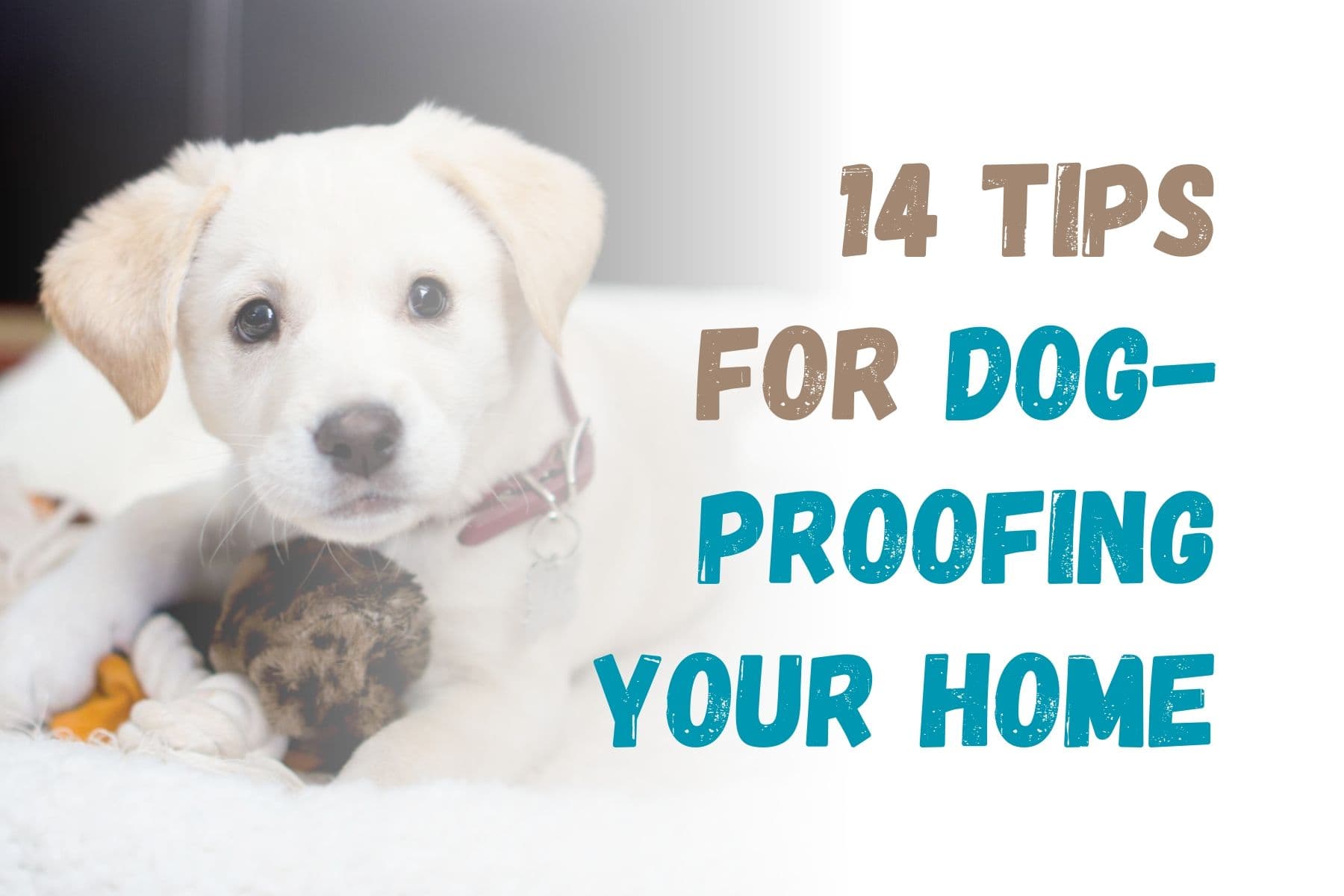 How to Dog-Proof Your Home: 14 Essential Tips
