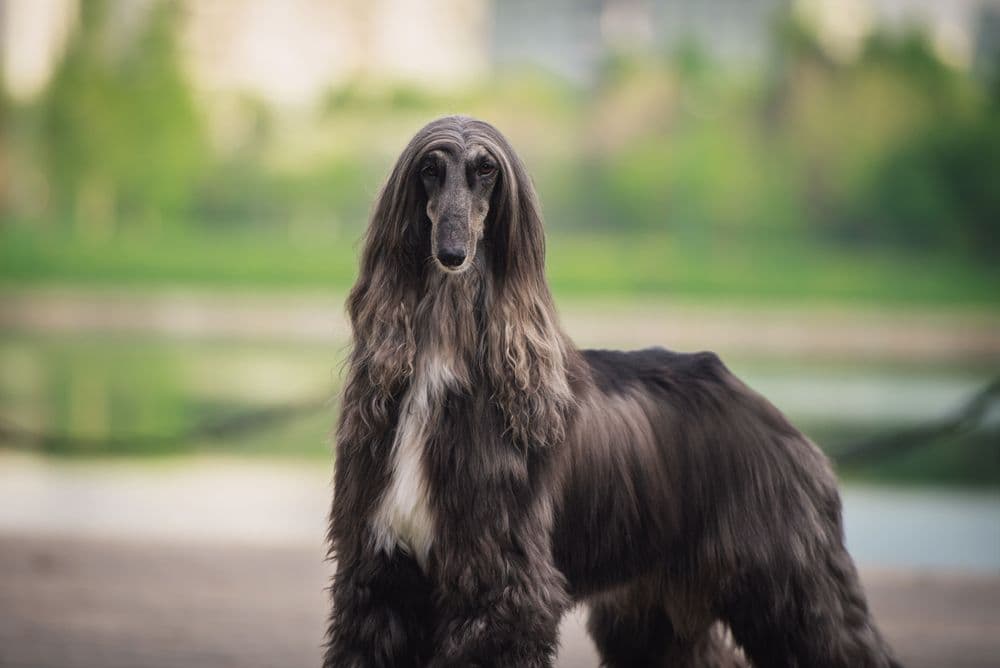 Afghan Hound