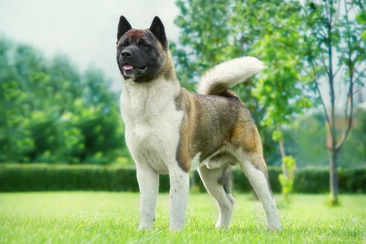 15 Big Dog Breeds WellSuited for Cold Climates