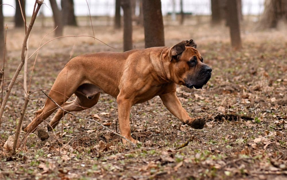 Boerboel