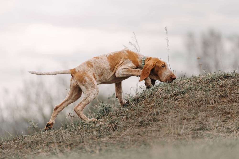 Bracco Italiano