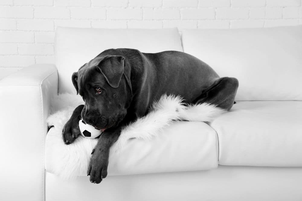 Cane Corso