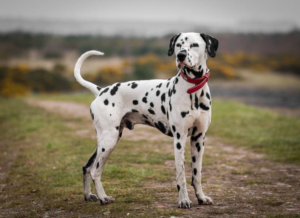 Dalmatian