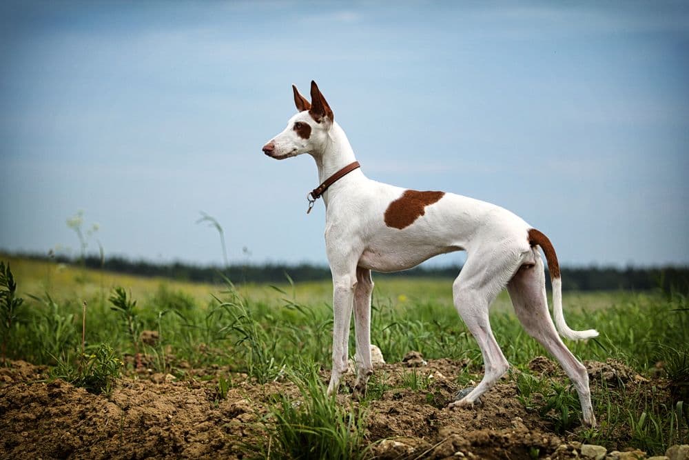 Ibizan Hound