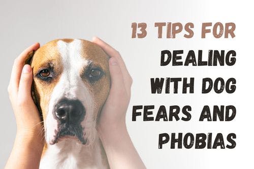How to Help Your Dog Overcome Fears and Phobias: 13 Useful Tips