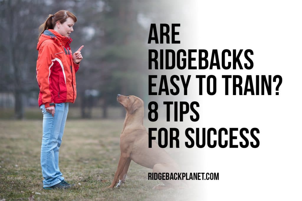 Easy Training for Rhodesian Ridgebacks: 8 Successful Tips