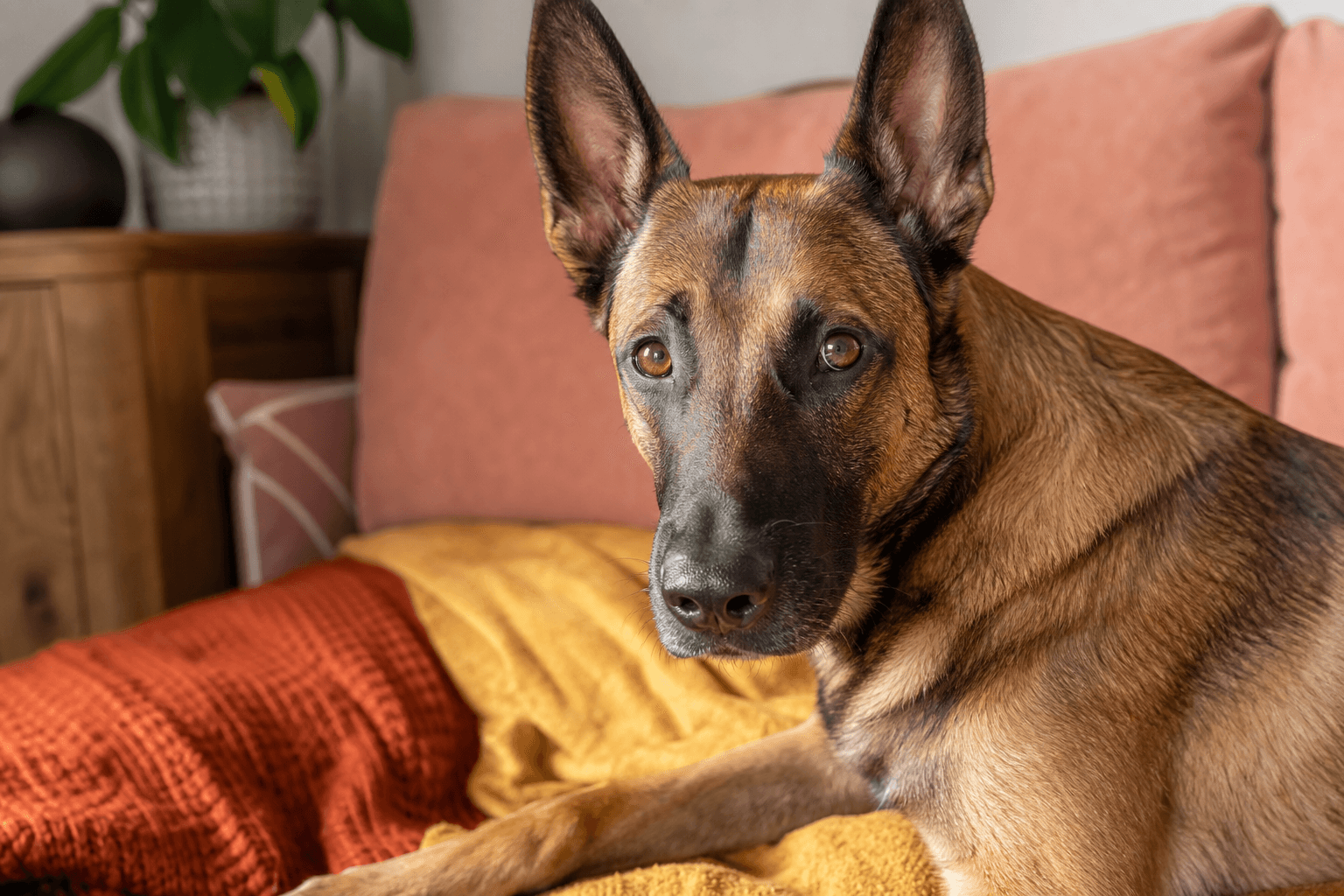 10 Essential Care Tips Every New Belgian Malinois Owner Should Know