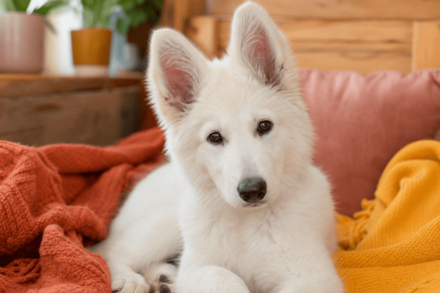 10 Things You Must Know Before Bringing Home a White Swiss Shepherd Puppy