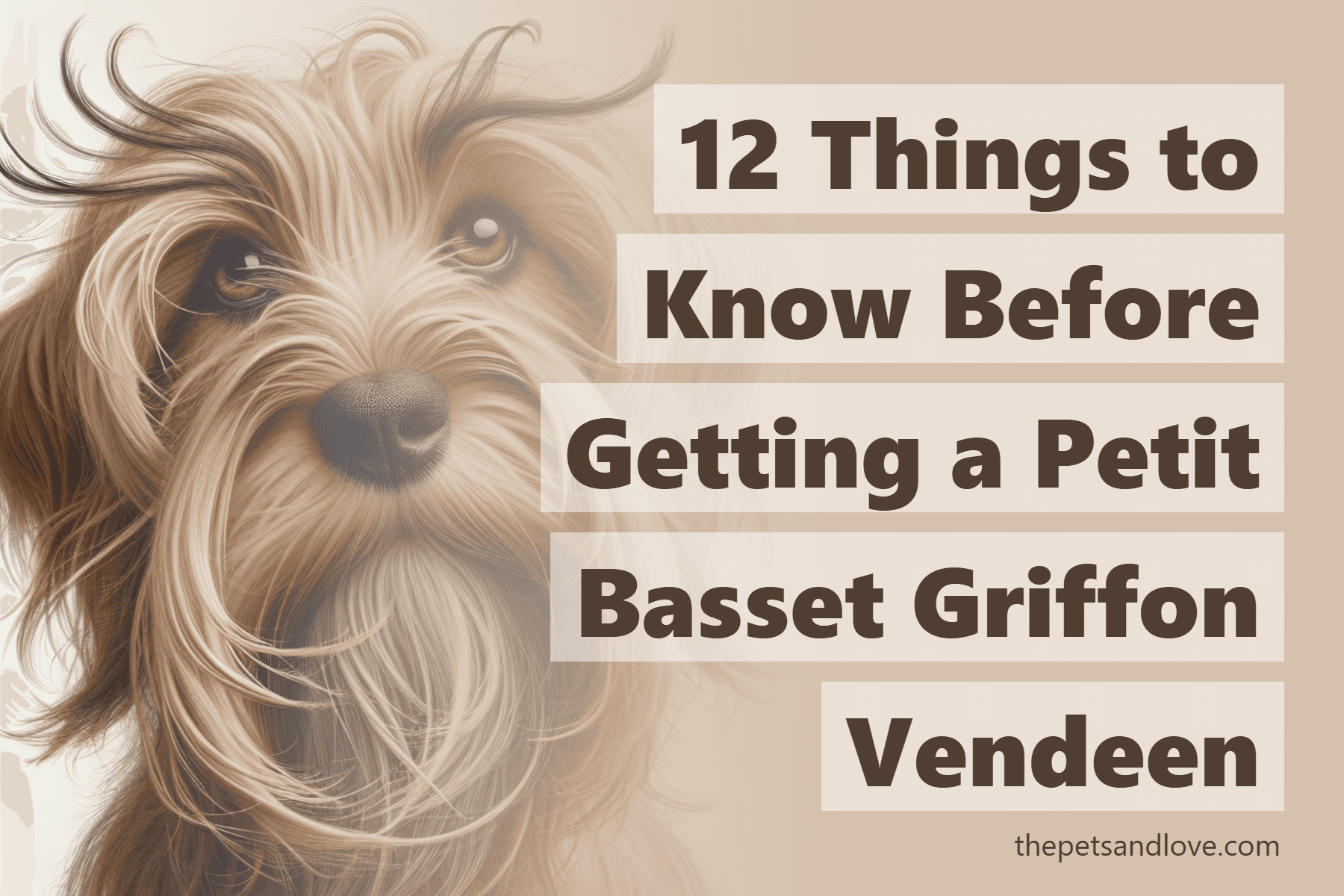 12 Things to Know Before Getting a Petit Basset Griffon Vendeen