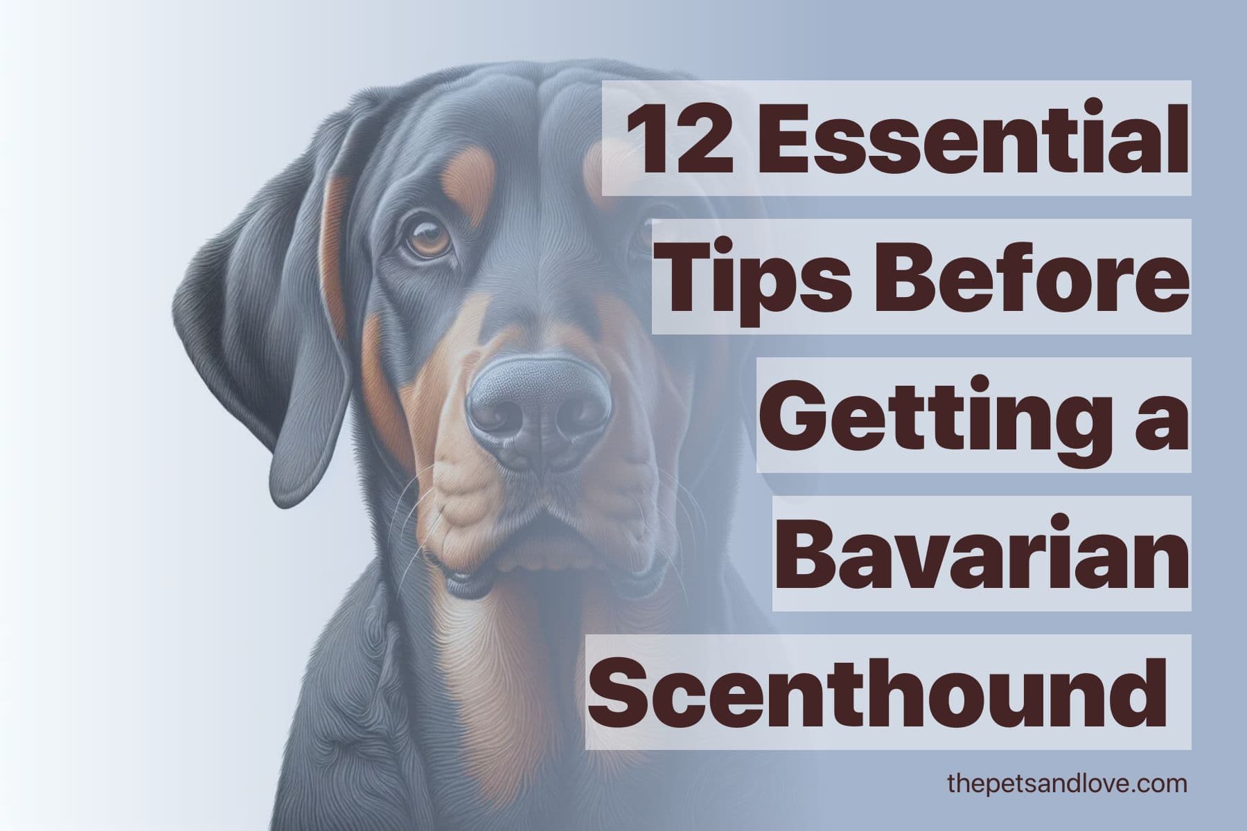 What You Should Know Before Getting a Bavarian Mountain Hound