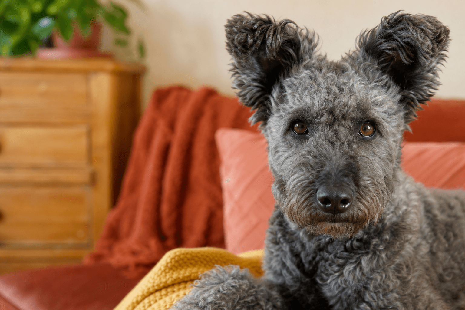 13 Essential Care Tips Every New Pumi Owner Should Know