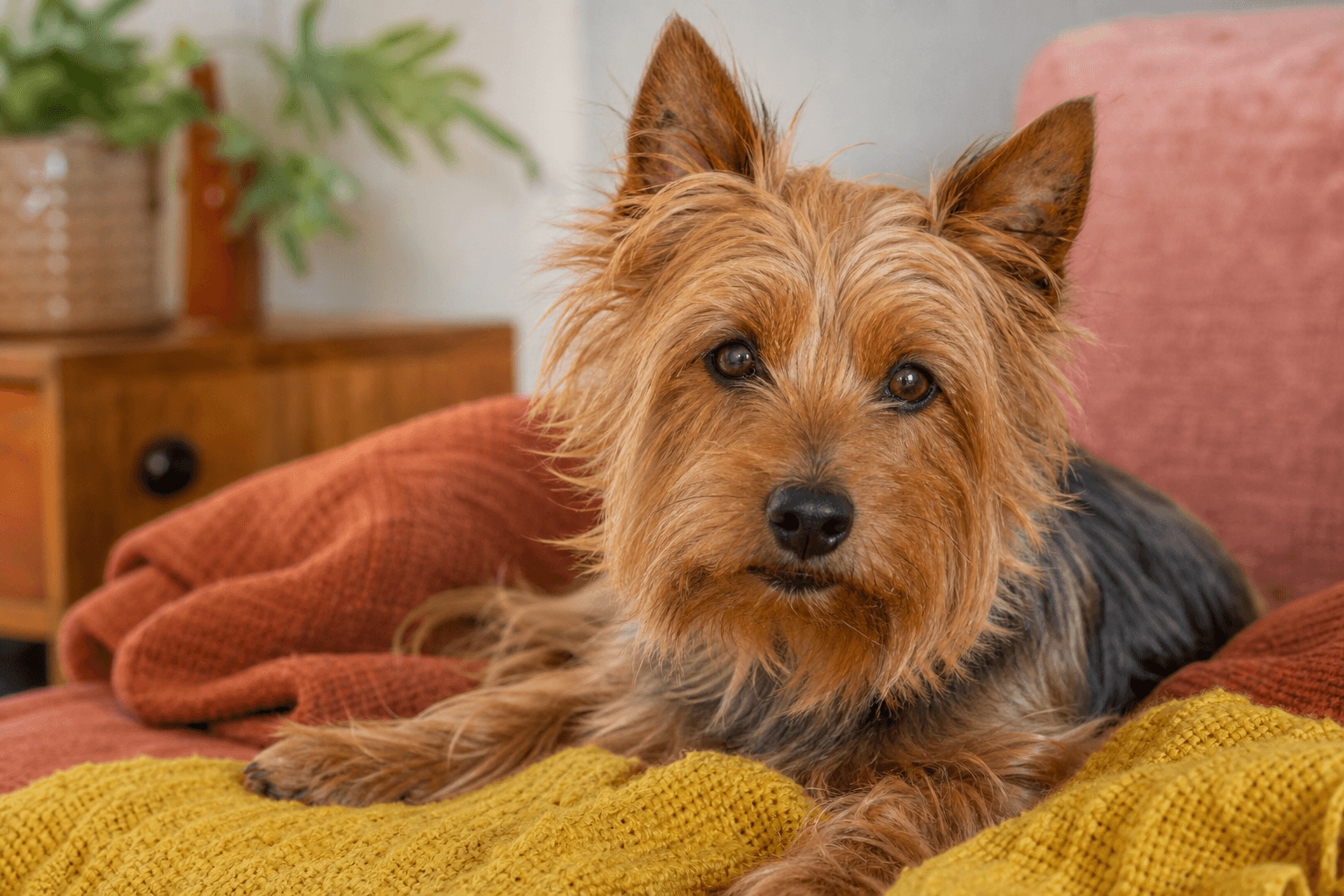 13 Essential Facts About Australian Terriers That Every New Owner Should Know