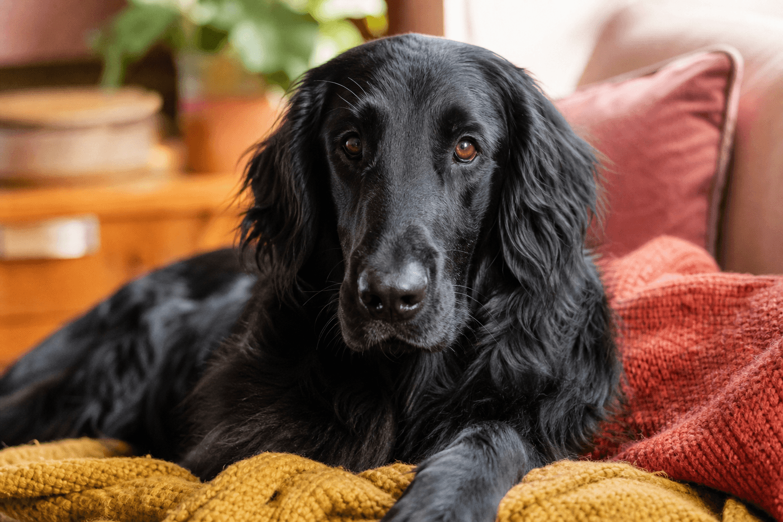 13 Essential Facts About Flat-Coated Retrievers That Every New Owner Should Know
