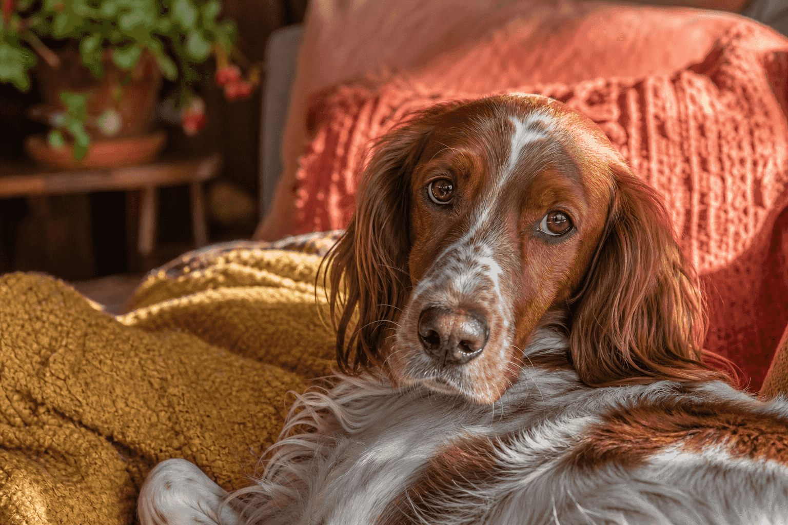 13 Essential Facts About Irish Red and White Setters That Every New Owner Should Know