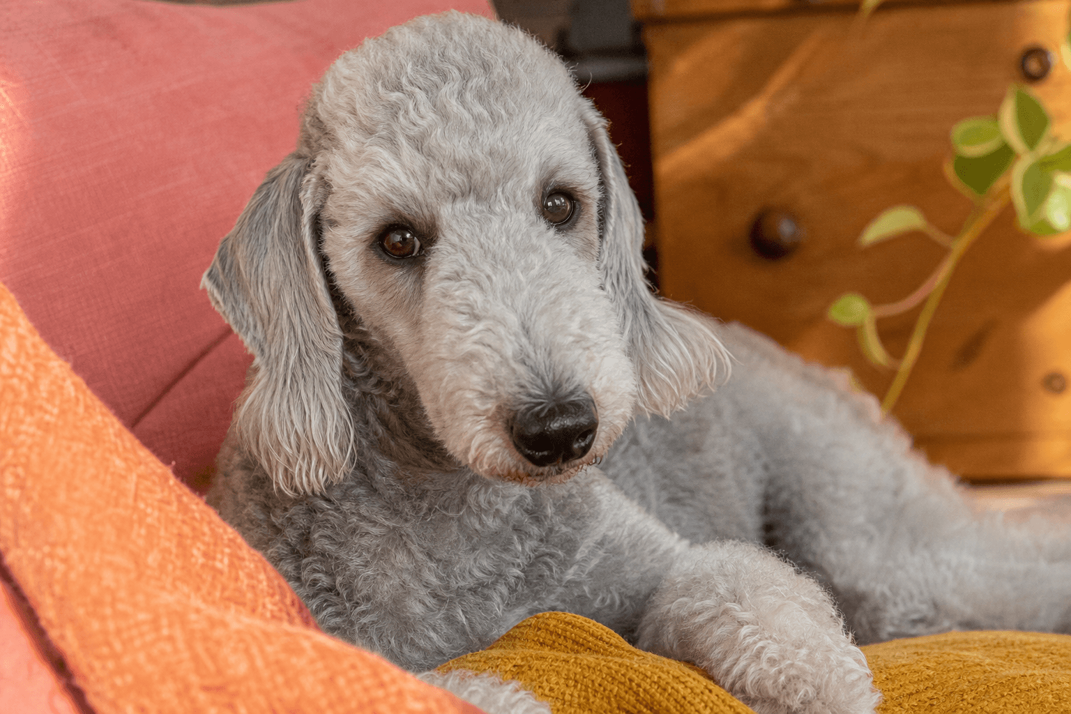 13 Important Factors to Consider Before You Adopt a Bedlington Terrier