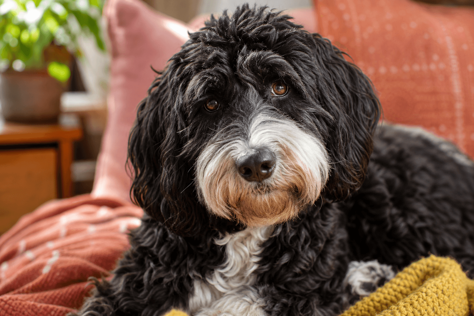 13 Important Factors to Consider Before You Adopt a Bordoodle