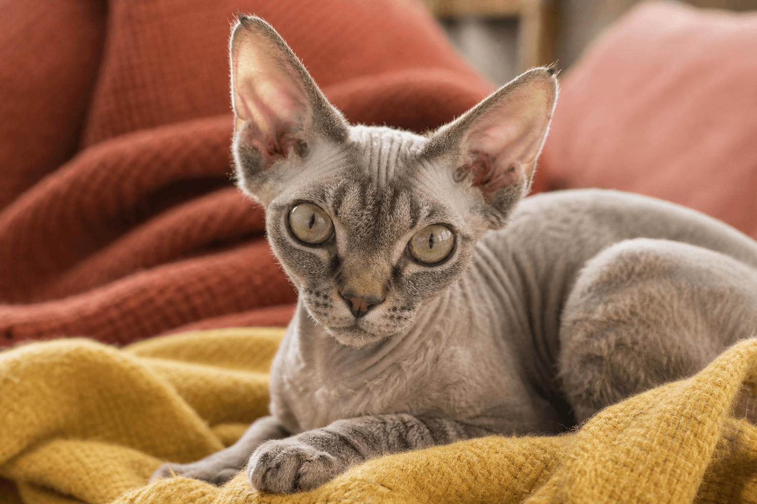 13 Things to Know Before Getting a Devon Rex