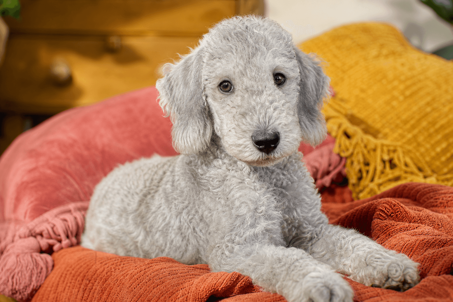 13 Things You Must Know Before Bringing Home a Bedlington Terrier Puppy