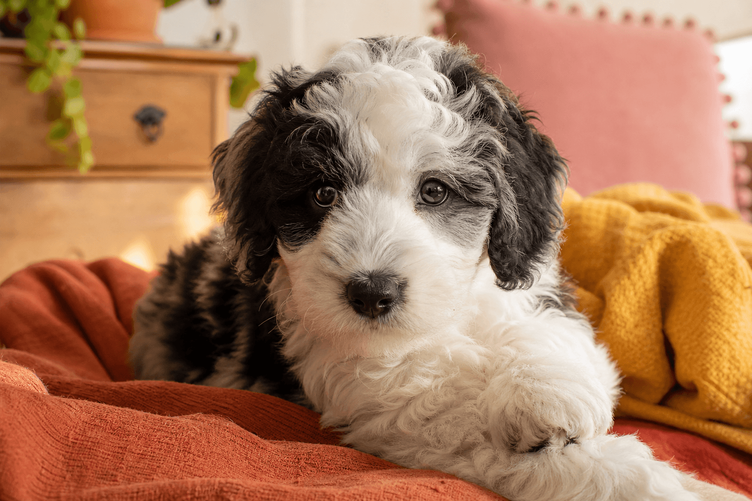 13 Things You Must Know Before Bringing Home a Mini Sheepadoodle Puppy