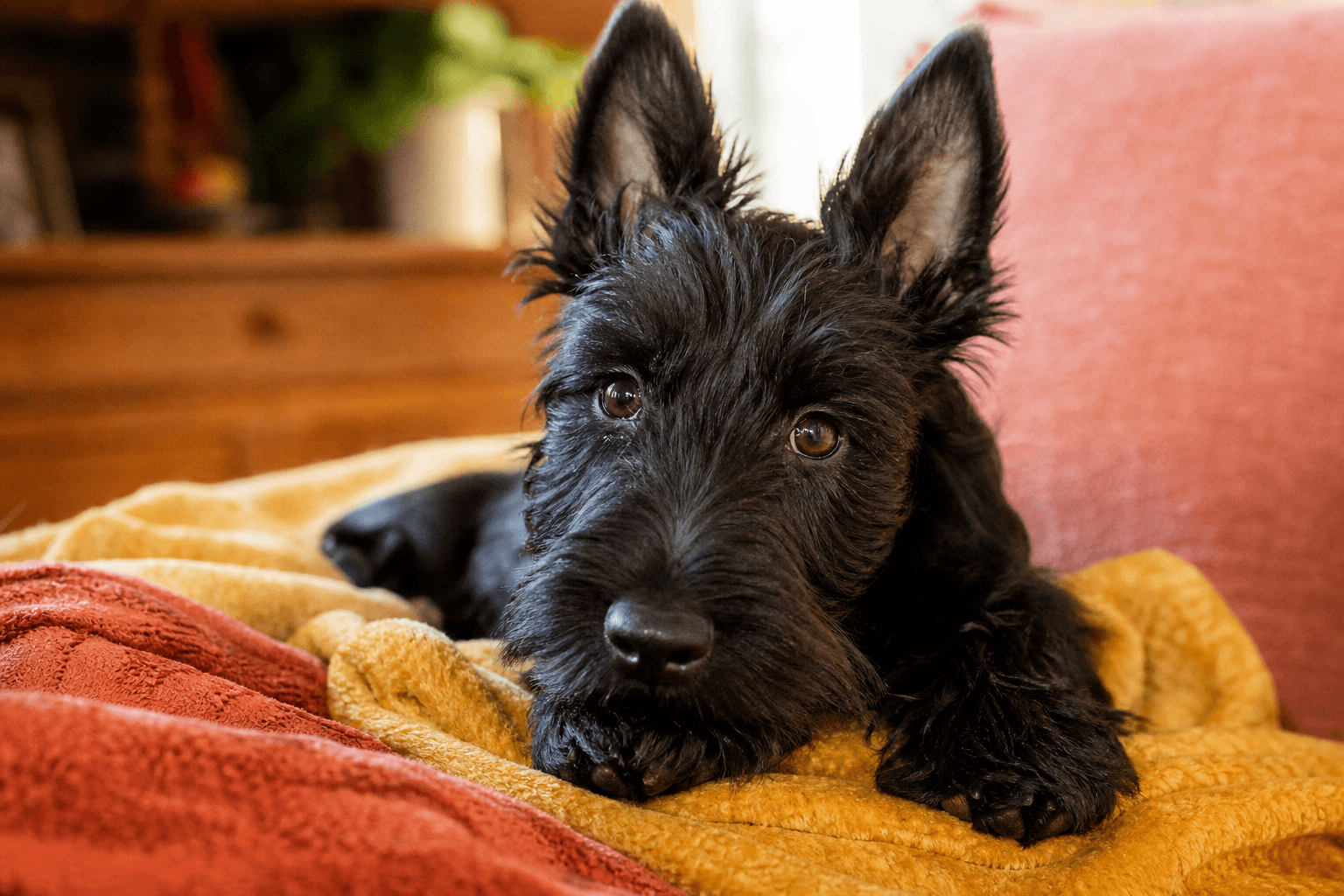 13 Things You Must Know Before Bringing Home a Scottish Terrier Puppy