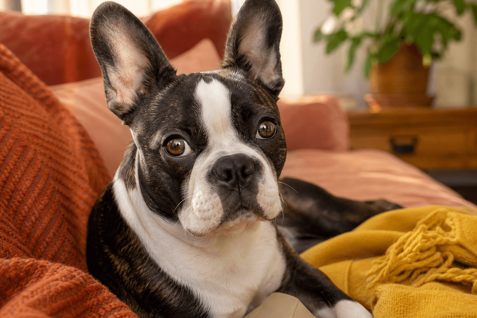 15 Essential Care Tips Every New Frenchton Owner Should Know
