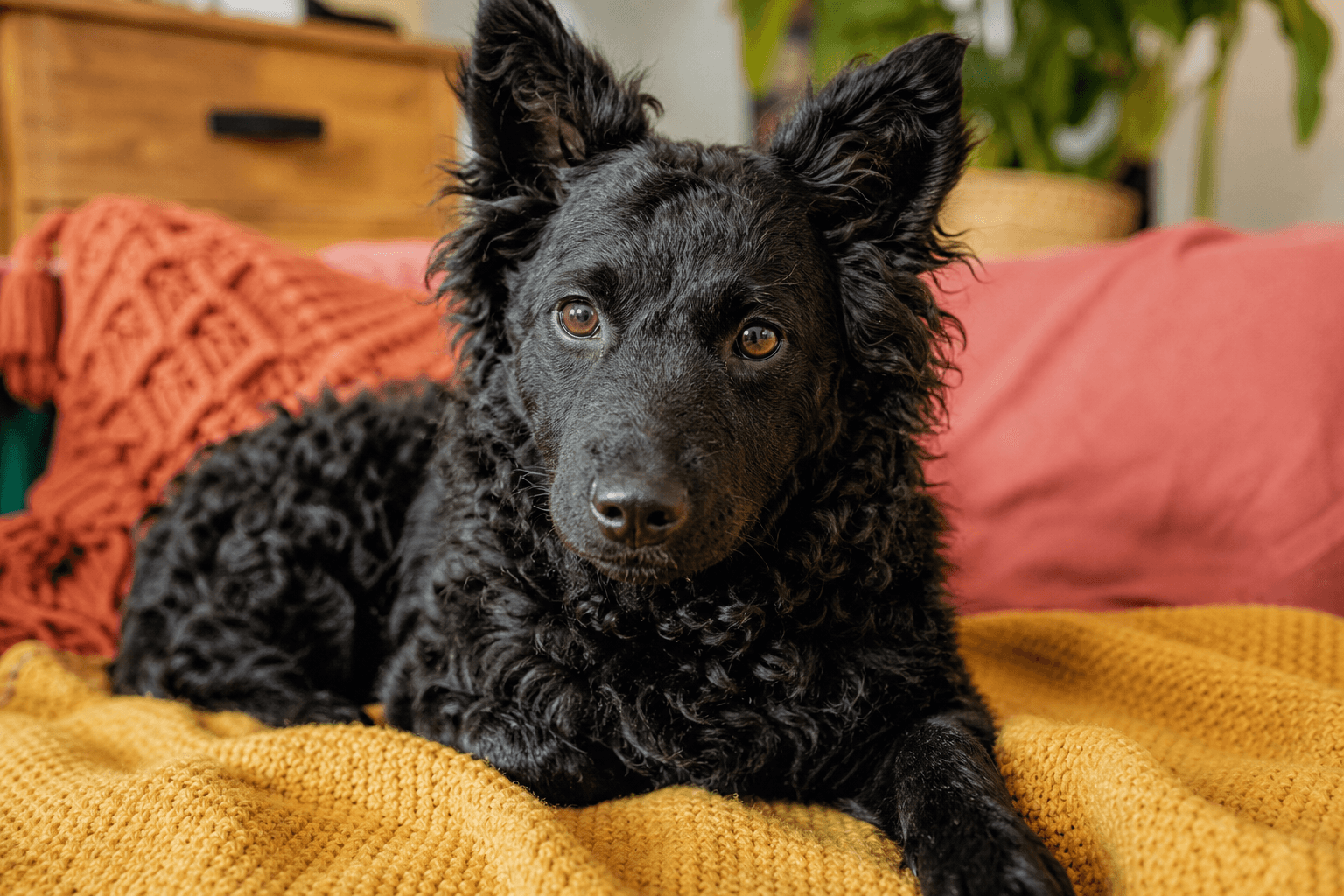 15 Essential Care Tips Every New Mudi Owner Should Know