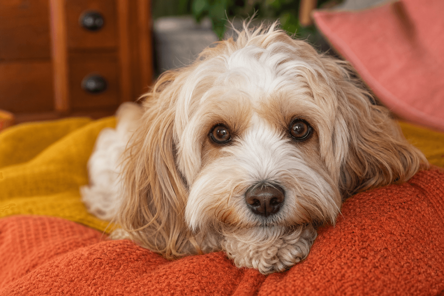15 Important Factors to Consider Before You Adopt a Cavachon