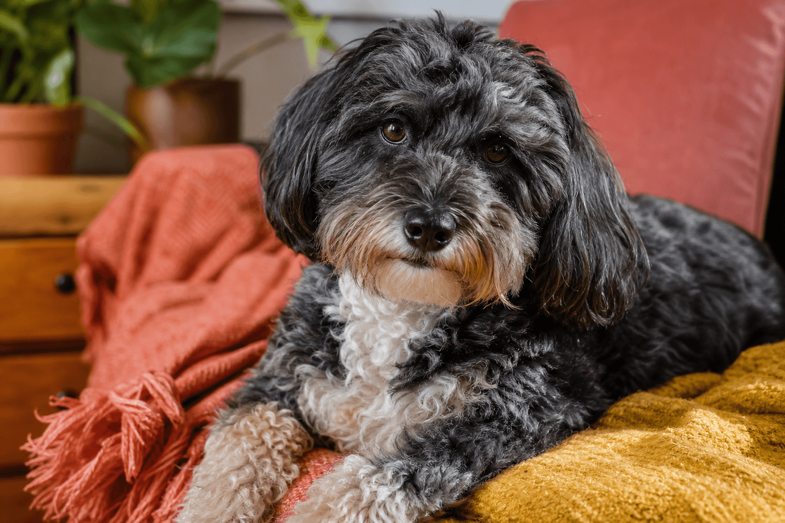 15 Important Factors to Consider Before You Adopt a Schnoodle