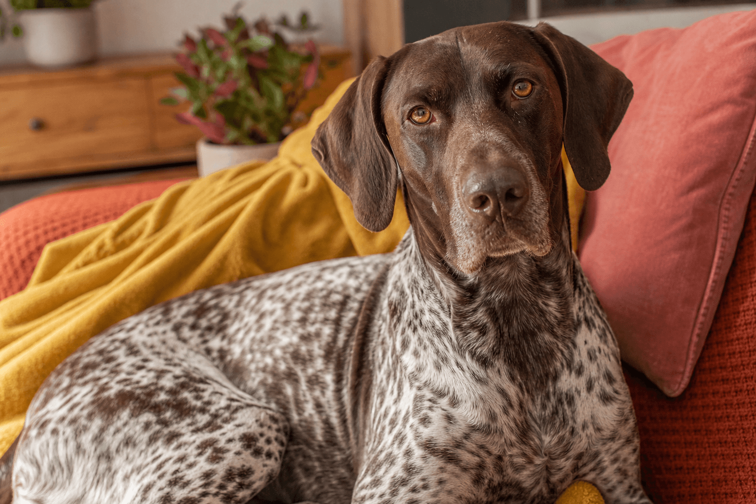 15 Things to Know Before Getting a German Shorthaired Pointer