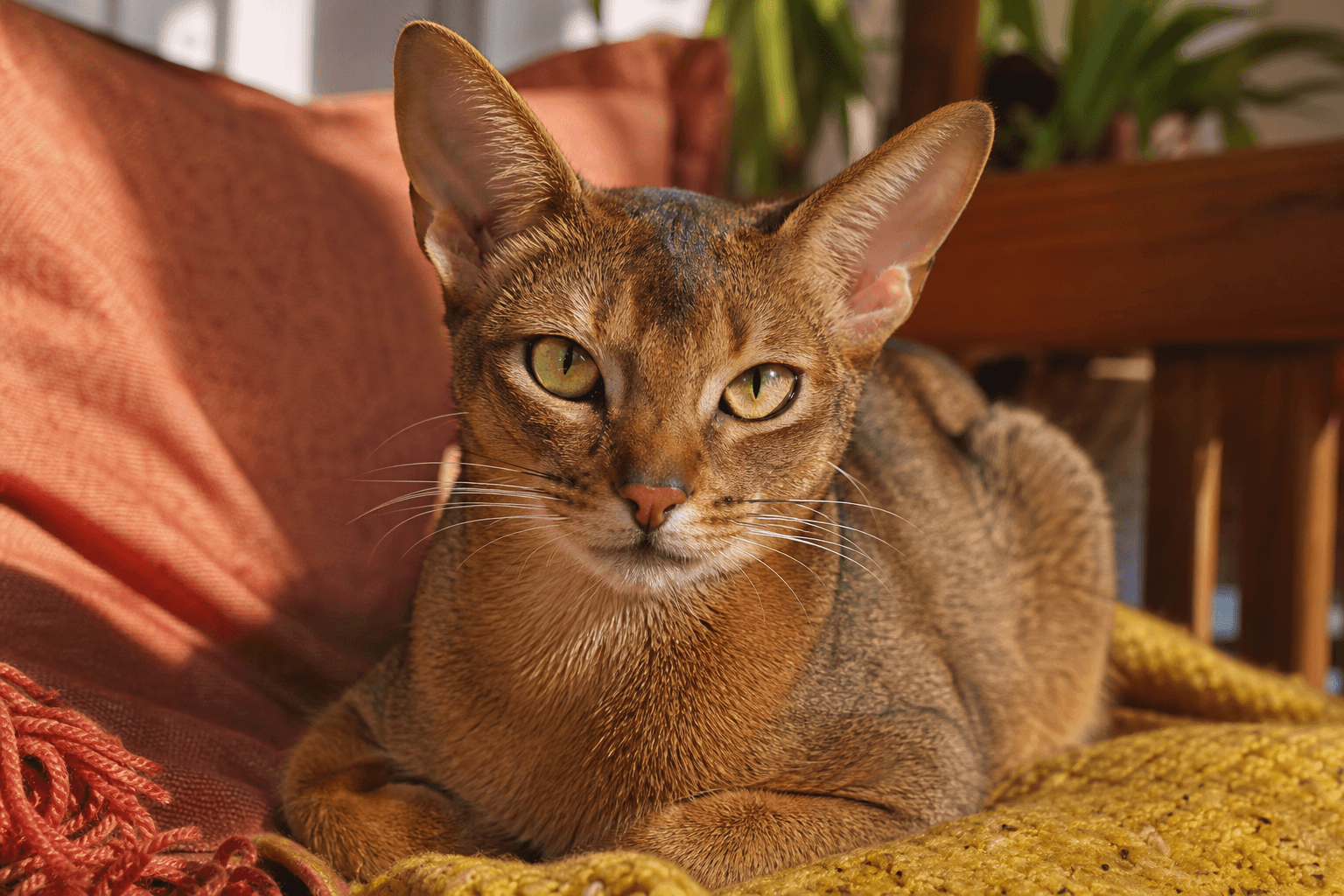 15 Things to Know Before Getting an Abyssinian Cat