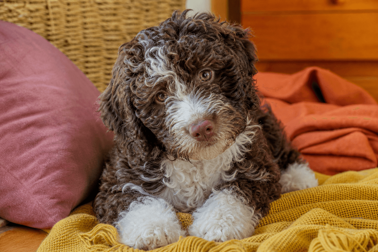 15 Things You Must Know Before Bringing Home a Spanish Water Dog Puppy