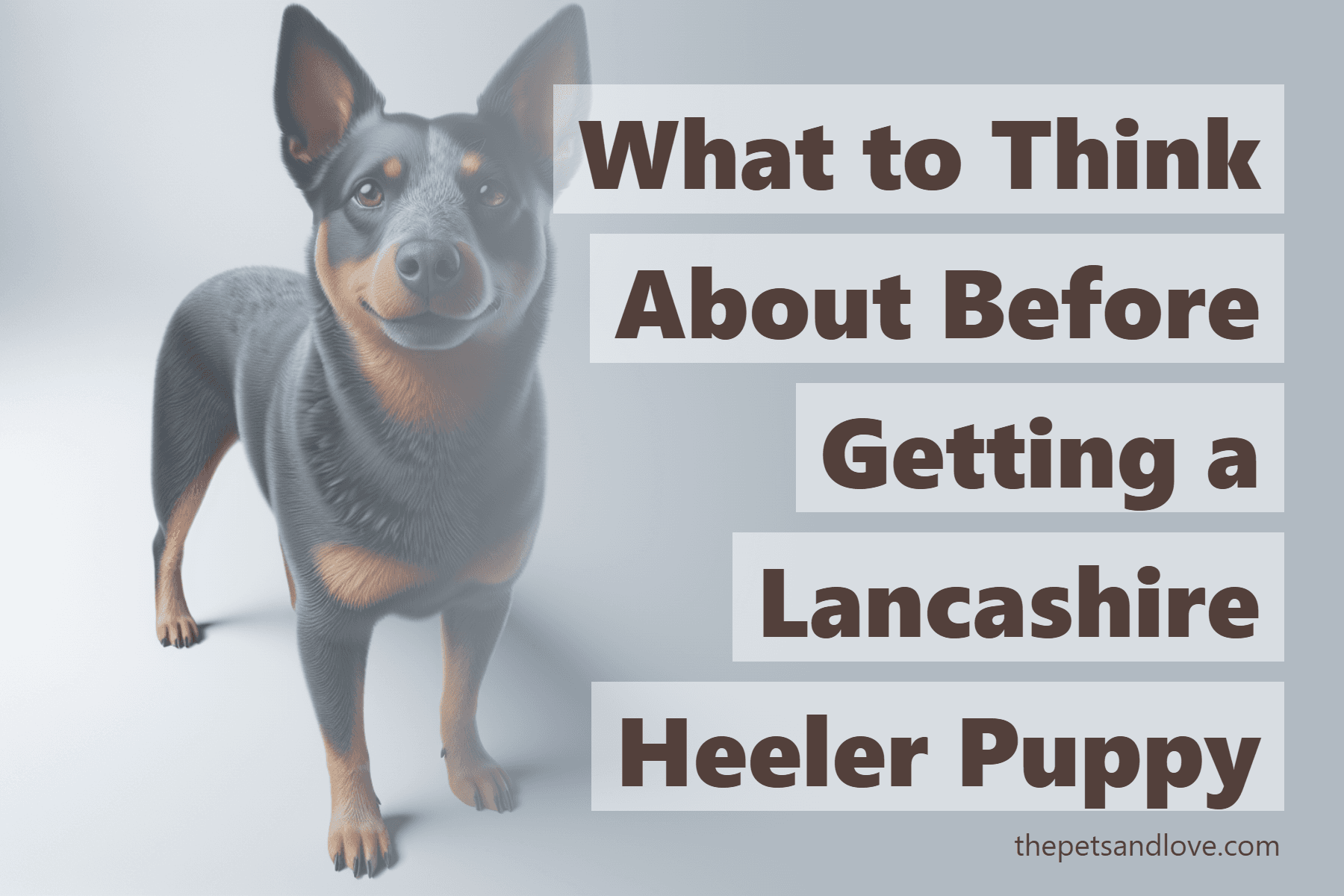 What to Think About Before Getting a Lancashire Heeler Puppy