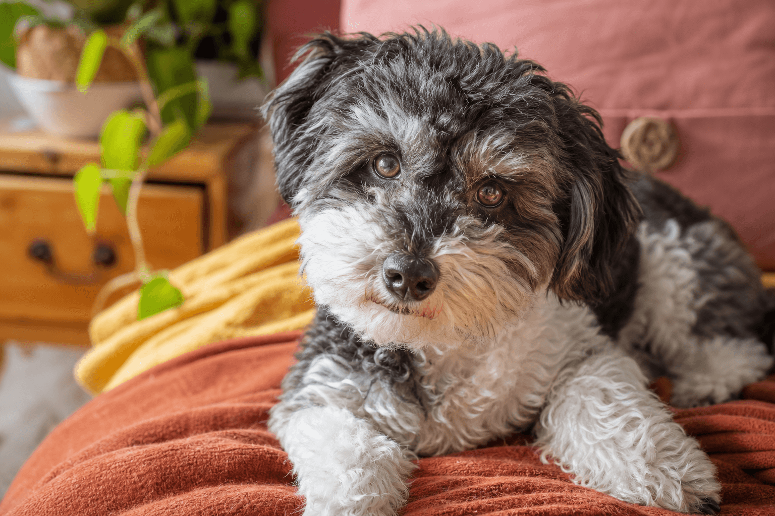 6 Essential Facts About Schnoodles That Every New Owner Should Know