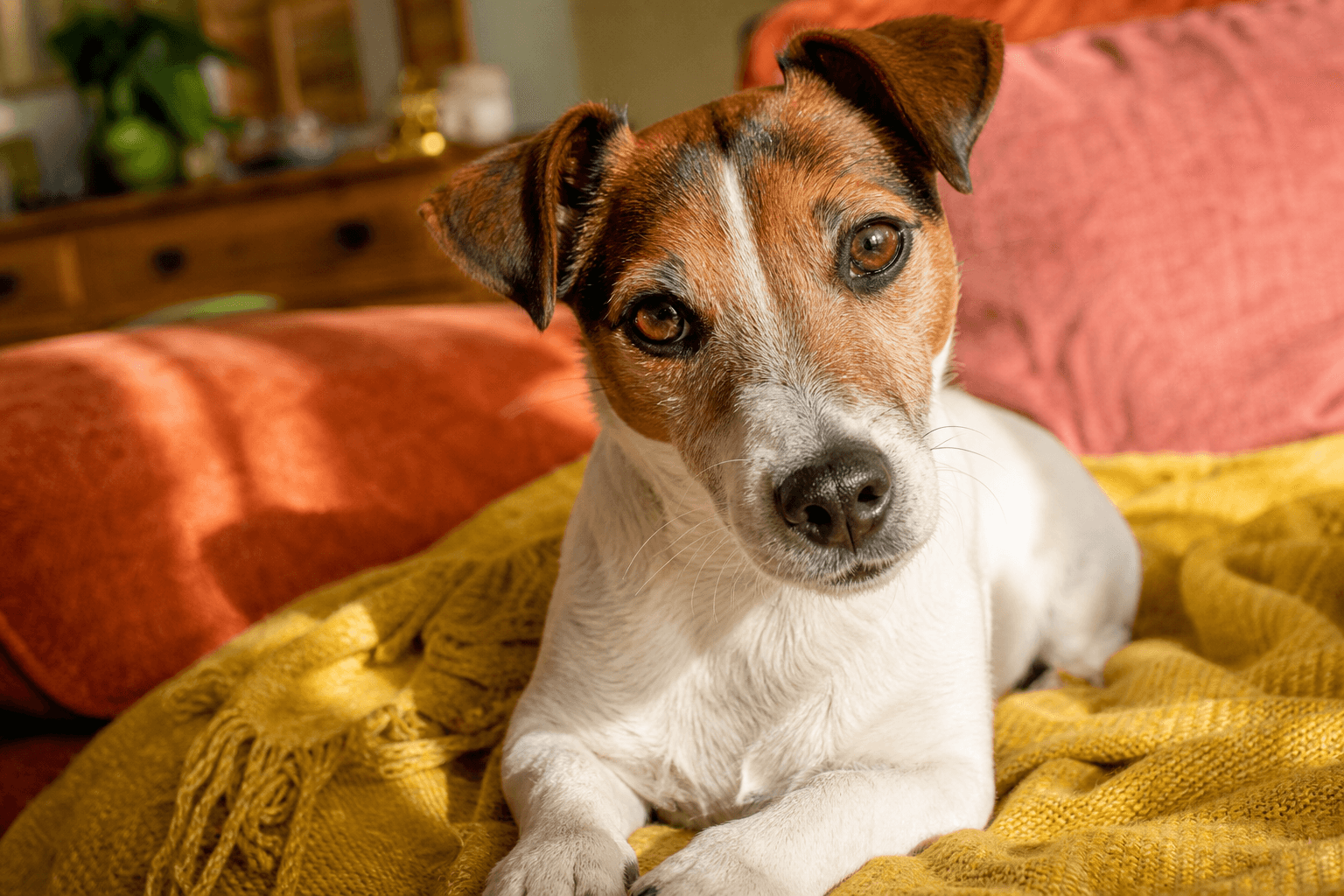 7 Jack Russell Terrier Training Mistakes That Quietly Slow Your Progress