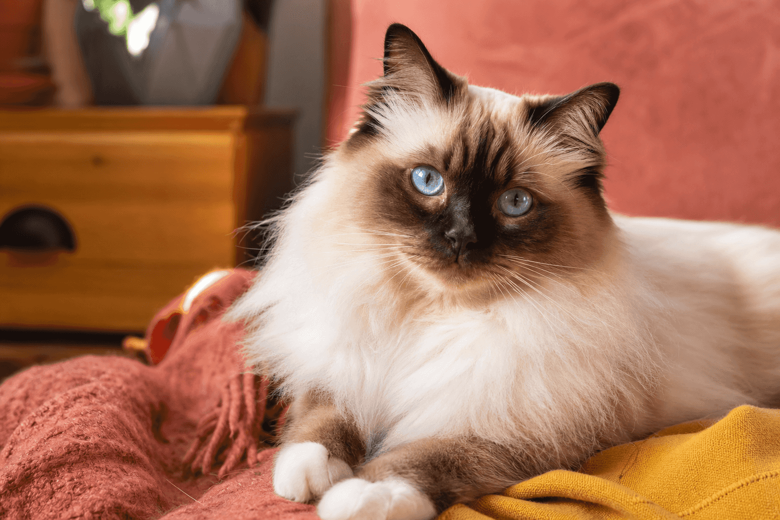 7 Things to Know Before Getting a Birman