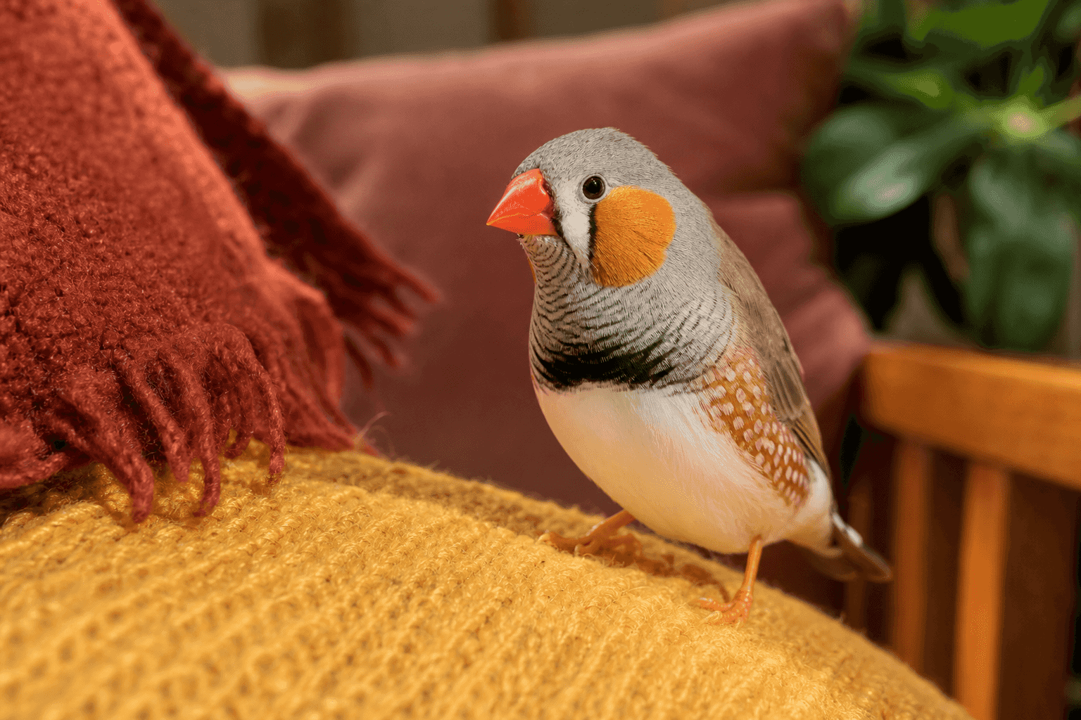 9 Things to Know Before Getting a Finch