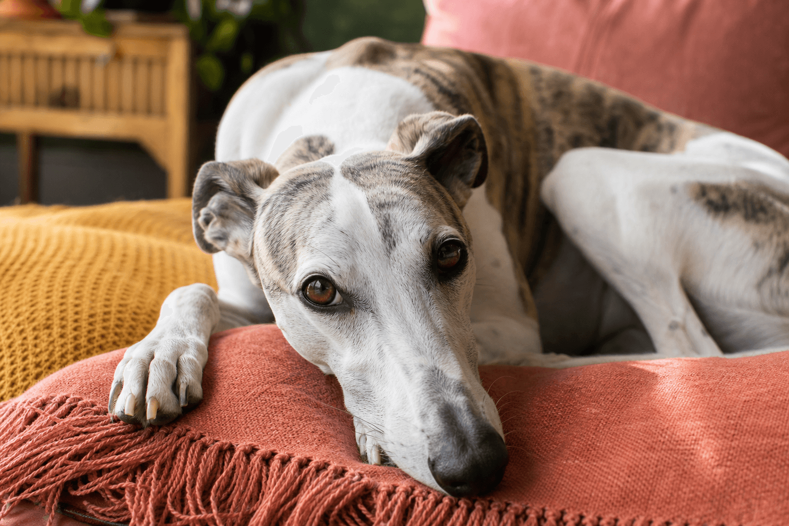 9 Things to Know Before Getting a Whippet