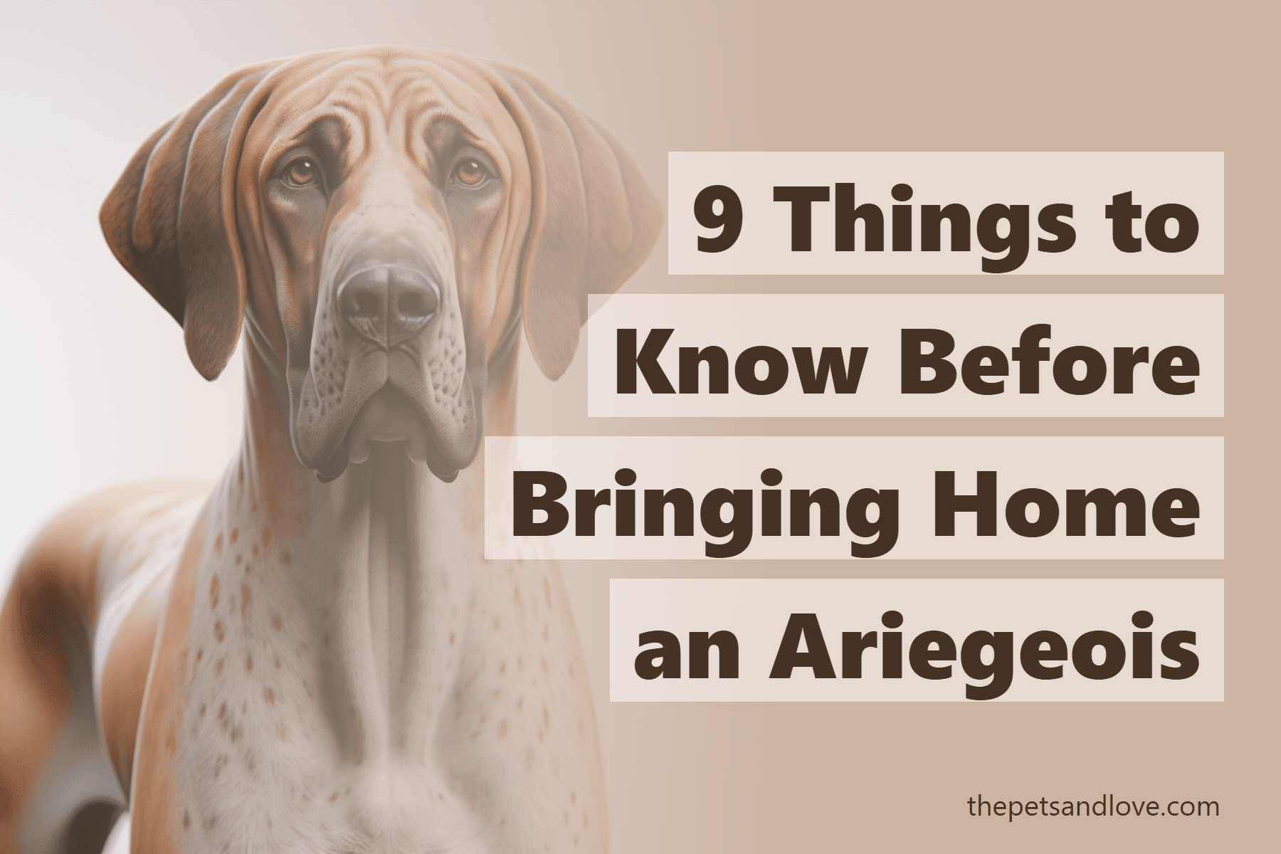 9 Things to Know Before Bringing Home an Ariegeois