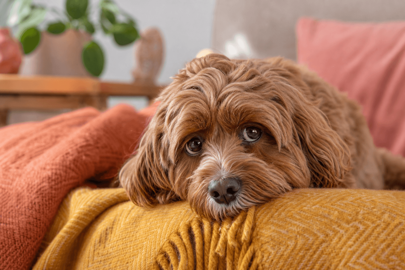 Is Your Cavapoo Stressed? 9 Warning Signs Most Owners Miss