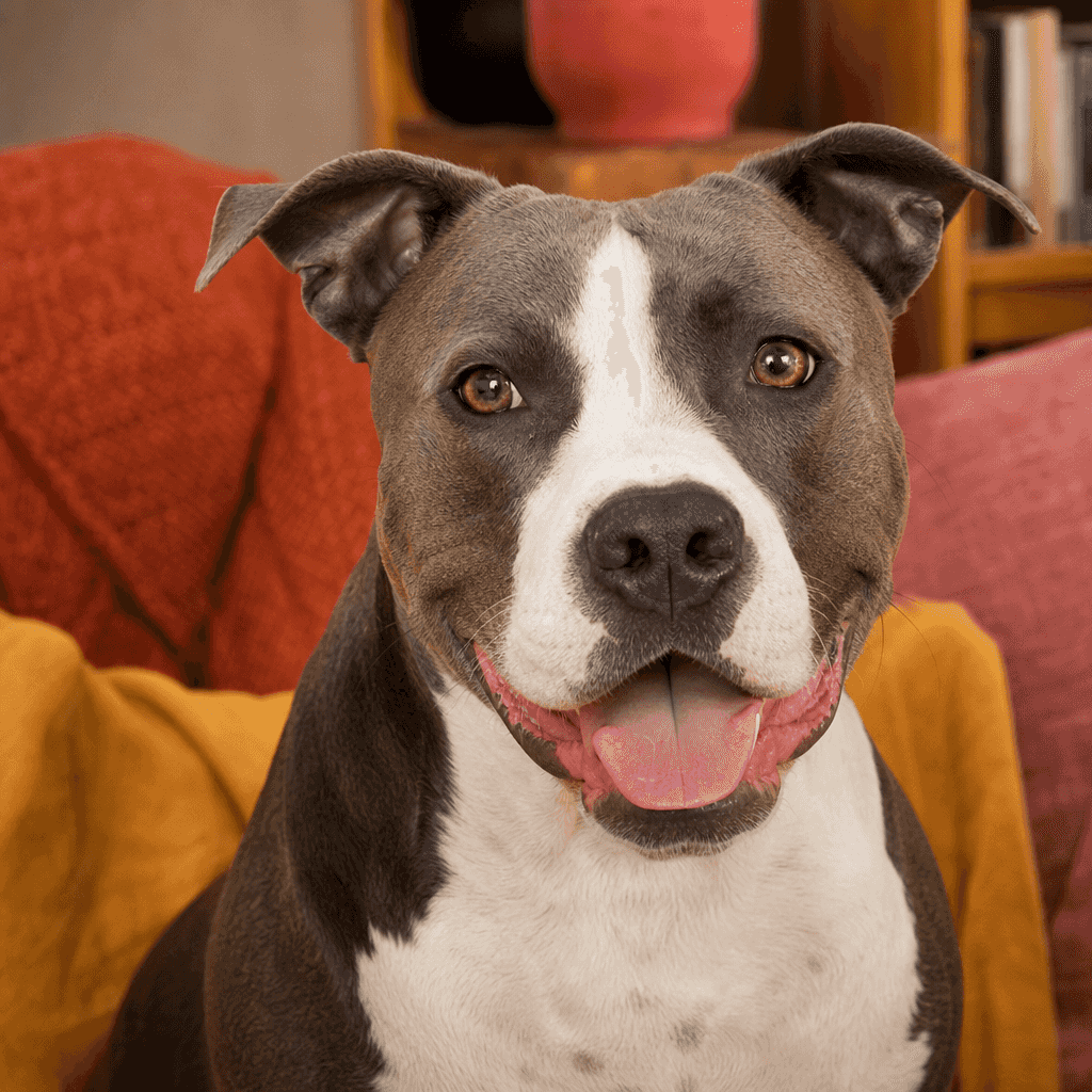 Is an American Pit Bull Terrier Right for You? Find your fit before you commit